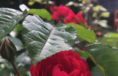 Villa Apart Hotel - Photo 27