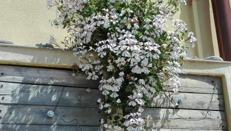 Casa Ofelia - Foto 5