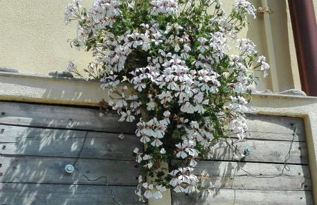 Casa Ofelia - Foto 5