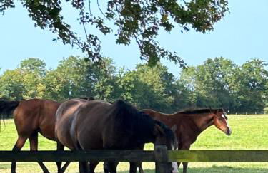 La Maison de l'Etang - Photo 33