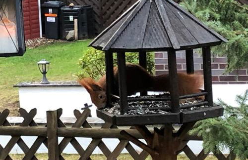 Bungalow am Schwielochsee 2.0 - Foto 9