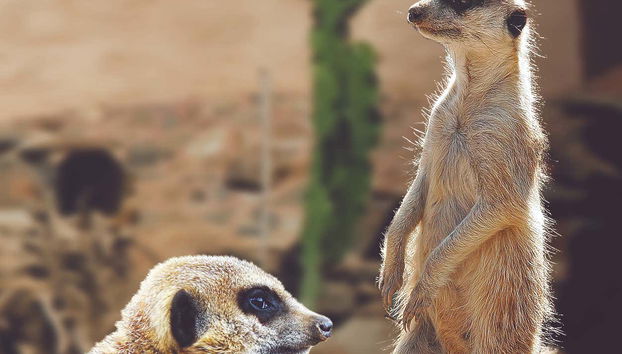 Palmitos Park - Foto 3