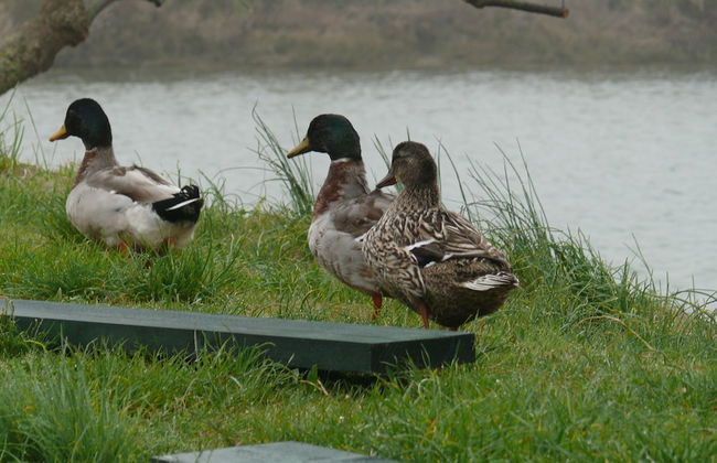 Agriturismo La Barena - Foto 66