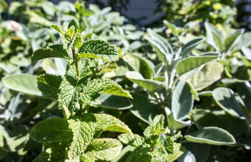 West End Neighborhood Cottage - Foto 16