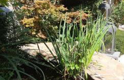 Gîte cévenol avec SPA et Piscine privatifs - Foto 30