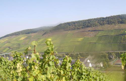 Weingut Matthias Dauns - Foto 30
