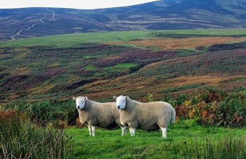 1 Bed in Edzell oc-ca335 - Photo 13