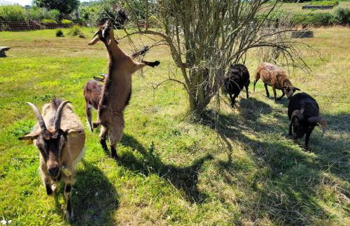 Le gîte de Saint Mathieu, longère pleine de charme au bout du monde ! jacuzzi extérieur vue sur la campagne, salle de billard - Photo 29