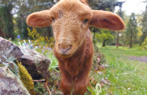 Schäferwagen Grünspecht - Foto 7