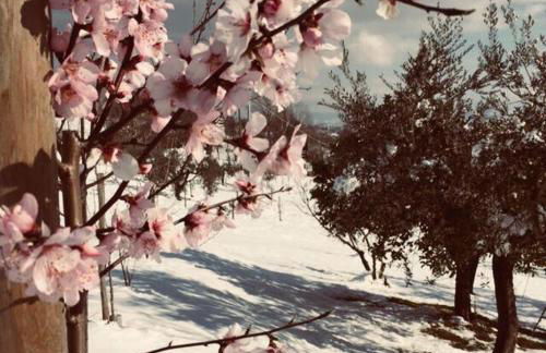 La Collina Degli Ulivi - Foto 26