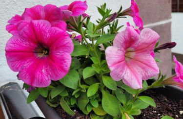 Gamioa-ttiki - Foto 9