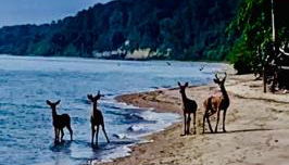 Chesapeake Holiday House - Foto 3