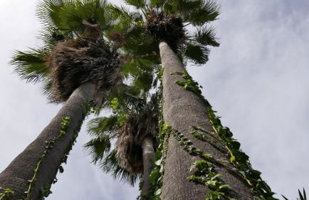 encantadora casa ibicenca - Foto 21