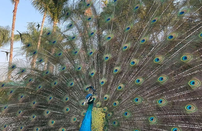 Hotel Fazenda Vale Amanhecer - Photo 64