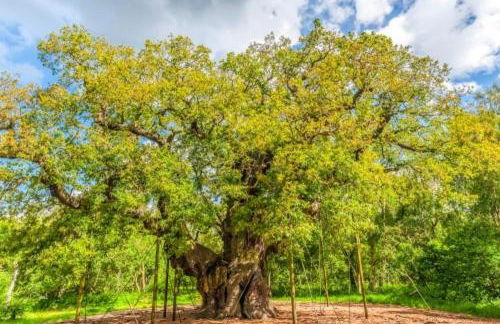 Apartment 13, Plants Yard - Photo 10