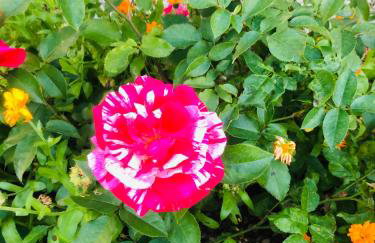 Apartments Smirnov - Foto 42