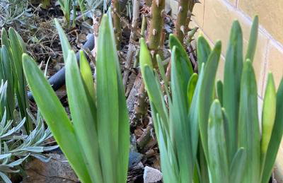 Agro na Wapniarni - Foto 41