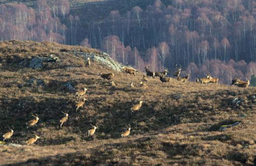Rosemount Bothy - Highland Cottage - Foto 71