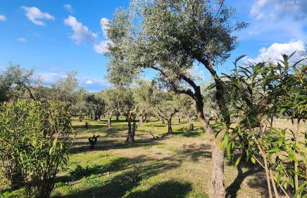 Agroturismo Viña Inés Toledo - Photo 35