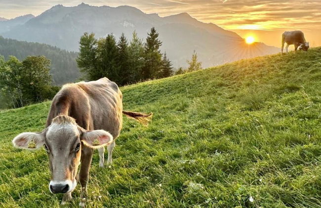 Chalet in Sibratsgfall Near Ski Slopes - Foto 35