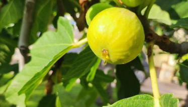 Residenza Stefanelli - Foto 4