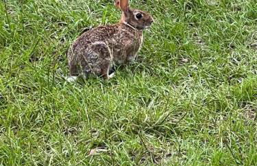 Half Moon Lake property - Foto 42