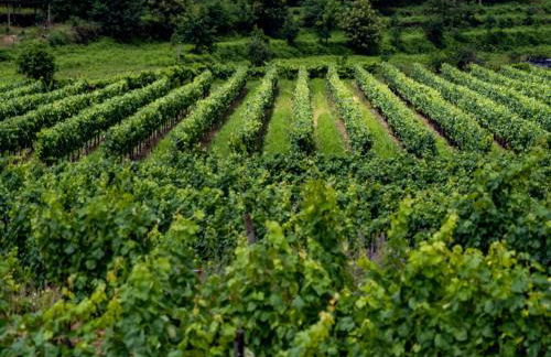 Quinta de Cypriano - Wine & Nature - Foto 102