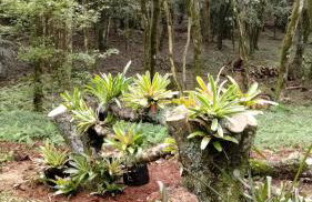 Quintal do Garnizé - Unidade Beija-Flor - Foto 21