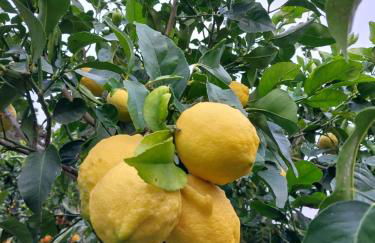 Saint Louis - Foto 62