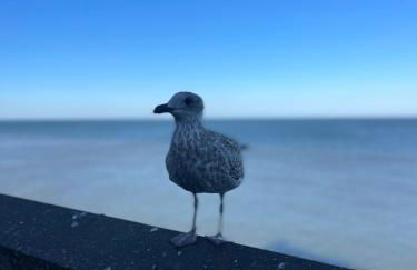 Avocet Cottage Sheringham - Foto 5