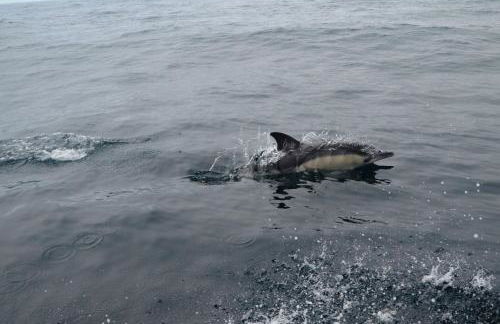 Cazenn Nazaré - Apartment Z - Foto 43