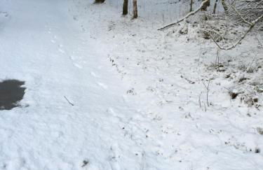 Treetops Bungalow Loch Ness - Foto 38