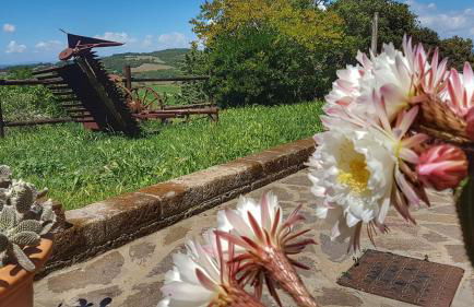 Sonnellino in Maremma - Foto 24