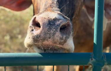 Relaxing Ranch Friendly Animals Modern Stay Cabin 1 - Foto 48