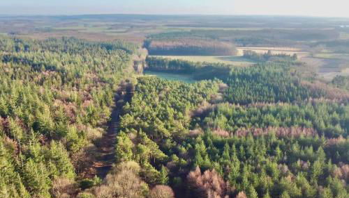 Urlaub mit Hund im Ferienhaus am Wingster Wald - Foto 3