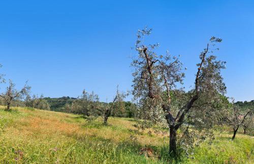 Poggio Diavolino - Suvereto - Foto 53