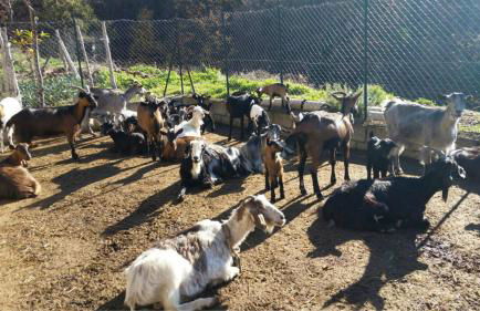 Agriturismo La Pigna - Foto 13