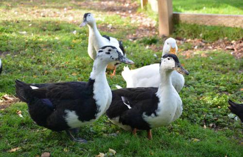 Wheelwright's Barn - Photo 13