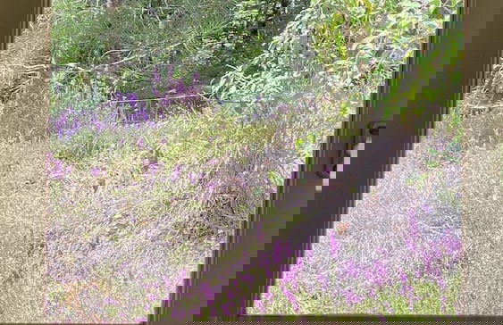 Les Hauts du Coustalier - Foto 76