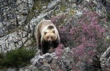 zentralclub apartamento El Nido de Somiedo - Foto 21