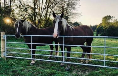 Moarhof Hackling - Ferienwohnung Anian - Foto 17
