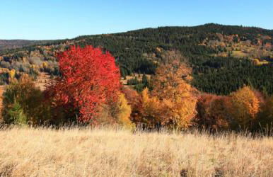 Studio Sumava-Bayerischer Wald - Foto 19