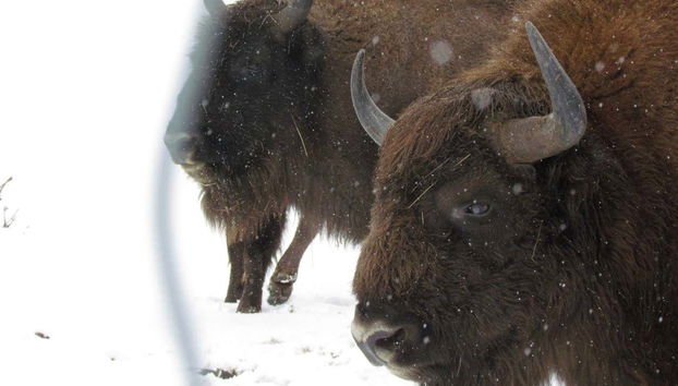Bisons en hiver