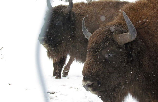 Visite du centre de découverte du bison d'Europe - Photo 5