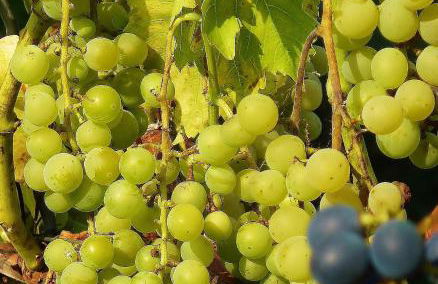 Quartier Rottewitz - Foto 73