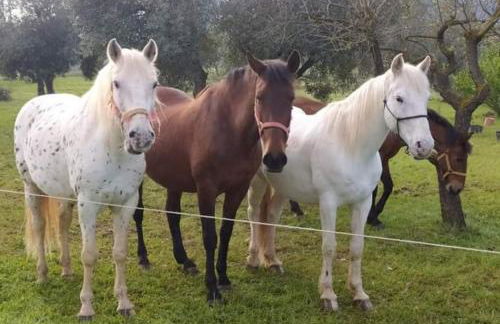 LES LLÚDRIGUES Casa Loft con aire ac y terraza - Foto 61
