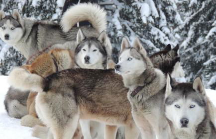 Chalet Arpitan - les Carroz - Grand Massif - Foto 54