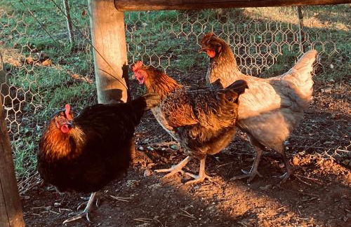 Kingfisher Nook at Waveney Farm - Foto 30