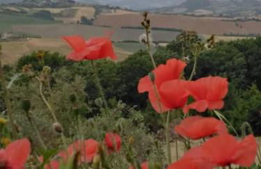 Casale dei 3 galli - Foto 17