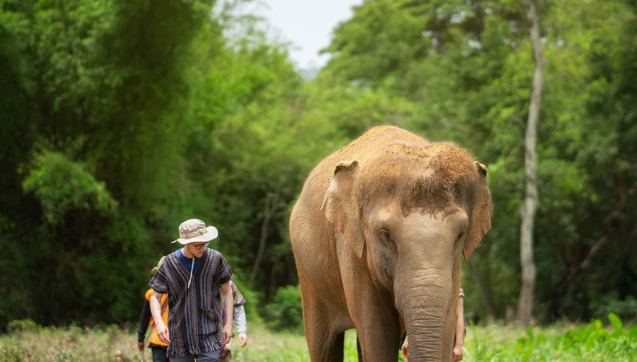 Elephant Sanctuary Chiang Mai Day Trip